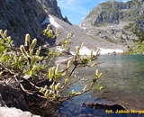 Wierzba nad Seleinsee fot. Jakub Nowak