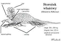 Storożaki